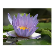 Nénuphar Cartes Postales