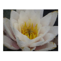 Nénuphar Cartes Postales