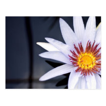 Nénuphar de flottement carte postale