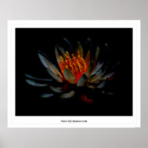 Nénuphar (luminescent) affiches