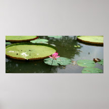 Nénuphar Posters