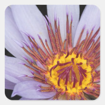 Nénuphar pourpre autocollants carrés