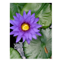 nénuphar pourpre carte postale