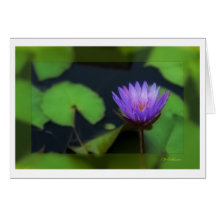 Nénuphar pourpre II - customisé Cartes De Vœux