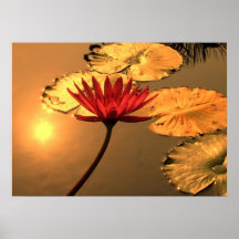 Nénuphar rayonnant avec se refléter de Sun Poster