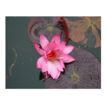 nénuphar rose, 荷花 carte postale