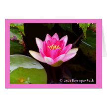 Nénuphar rose 4 cartes de vœux
