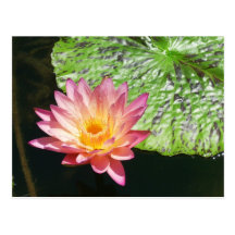 Nénuphar rose dans un étang cartes postales