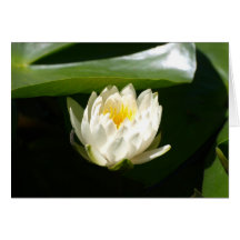 Nénuphar sublime cartes de vœux