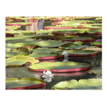 Nénuphar - Waterlily Carte Postale