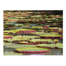 Nénuphar - Waterlily Carte Postale