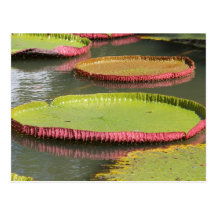 Nénuphar - Waterlily Cartes Postales