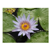 Nénuphar - Waterlily Cartes Postales