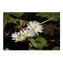 Nénuphars blancs carte postale