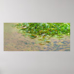 Nénuphars Liliypads Posters