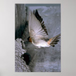 Nid de approche d'hirondelle de falaise posters