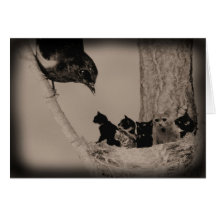 Nid des chats cartes de vœux