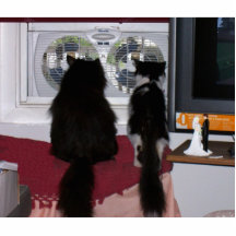 Nieuwsgierige Katten Uitsnede