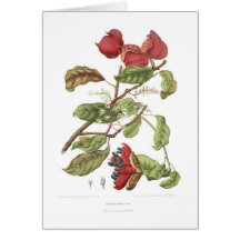 Nobilis de Sterculia Carte