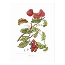 Nobilis de Sterculia Cartes Postales