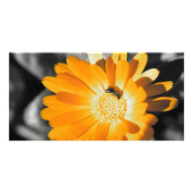 Noir et blanc avec la marguerite jaune photocartes personnalisées
