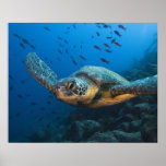 Noircissez la tortue (verte) (agassizi de Chelonia Posters