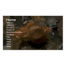 Noordelijke sifonpuist (adusta Penion) Shell Visitekaartjes Sjabloon