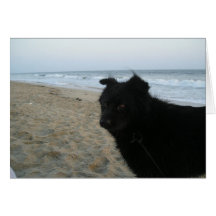 Notre chien cartes