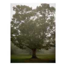 Notre grand arbre au camp photos d’art