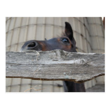 Nouveaux poney/cheval cartes postales