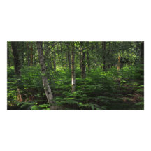 Nouvelle forêt Angleterre Photocartes Personnalisées