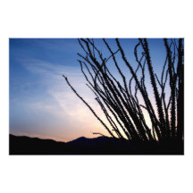 Nuit d'Ocotillo Photographie
