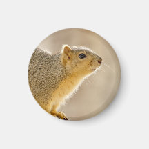 Observation d'écureuil de Fox Magnets Pour Réfrigérateur