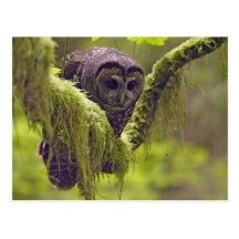 Occidentals repérés du nord de Strix de hibou Cartes Postales