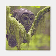 Occidentals repérés du nord de Strix de hibou Magnets Pour Réfrigérateur
