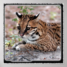 Ocelot 01 11x11 poster