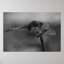 Odonata Posters