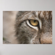 Oeil de Lynx Affiche