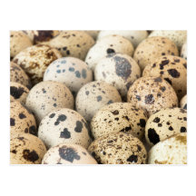 Oeufs de caille cartes postales