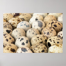 Oeufs de caille posters