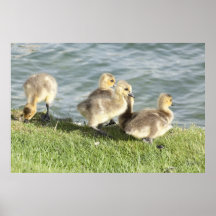 Oies de bébé affiche