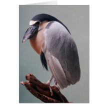 Oiseau 2a du zoo 127 de Bronx Cartes