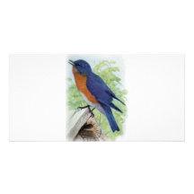 Oiseau bleu cartes avec photo