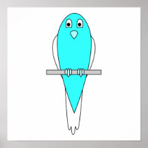 Oiseau bleu et blanc. Budgie. Posters