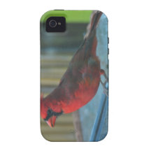 oiseau cardinal du nord coque vibe iPhone 4