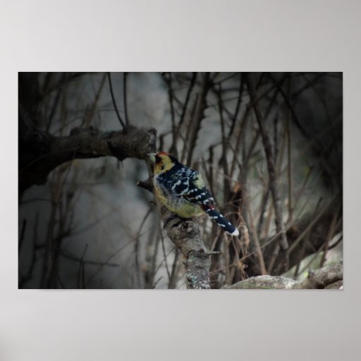 Oiseau crêté de Barbet Posters