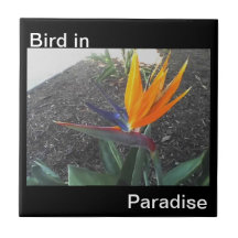 Oiseau dans la tuile de paradis carreaux