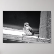 Oiseau de bébé affiche