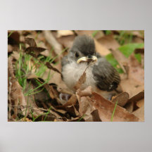 Oiseau de bébé avec le feuille posters