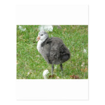 oiseau de bébé cartes postales